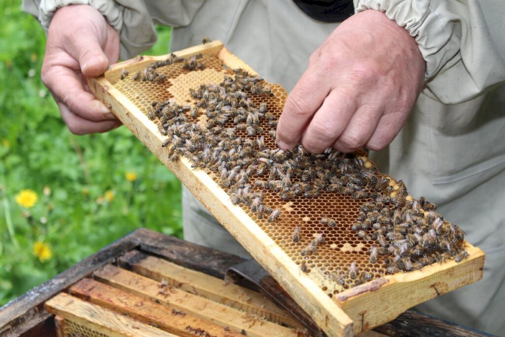 Kol bitės žiemoja, bitininkus kviečia suklusti